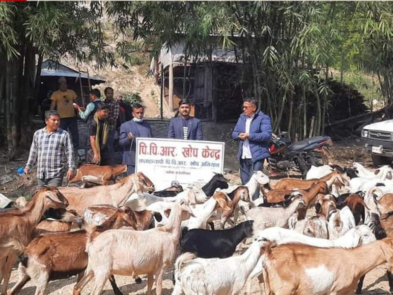चितवनमा ७१ हजार भेडाबाख्रालाई पीपीआरविरुद्धको खोप